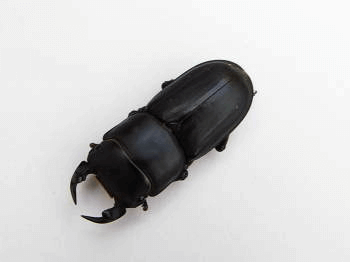 ムシモンオオクワガタ