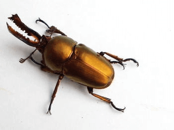 パプアキンイロクワガタ