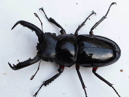 チュウゴクニシセカクワガタ