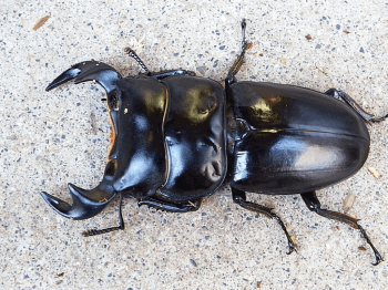 アンタエウスオオクワガタ　マレー