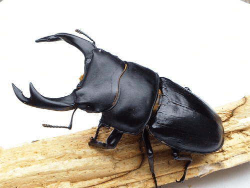 国産オオクワガタ　福岡