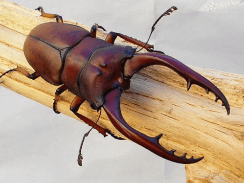 アスタコイデスノコギリクワガタ