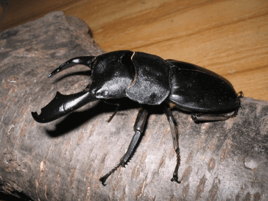 セレベスオオヒラタクワガタ　ロンボバッタン