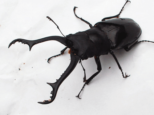 ギラファノコギリクワガタ　マキタイ