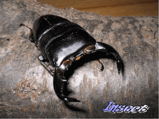 ダイオウヒタラクワガタ