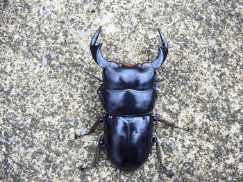 アンタエウスオオクワガタ　インド　