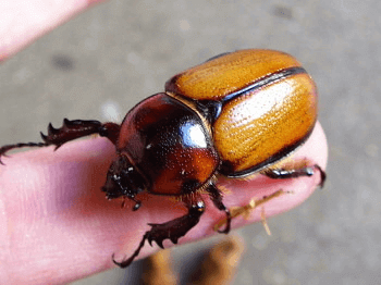 ゴロファ・イネルミスノコギリタテヅノカブト