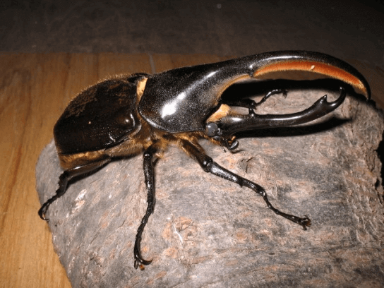 ヘラクレス・リッキー　コロンビア