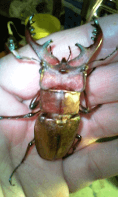 国産ミヤマクワガタ　八王子