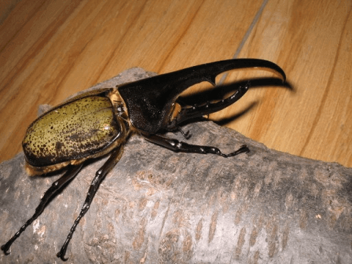 ヘラクレス・ヘラクレス　グアドループ