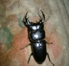 アンタエウスオオクワガタ　タイ