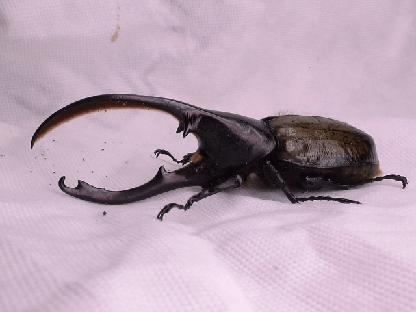 ヘラクレス・オキシデンタリス