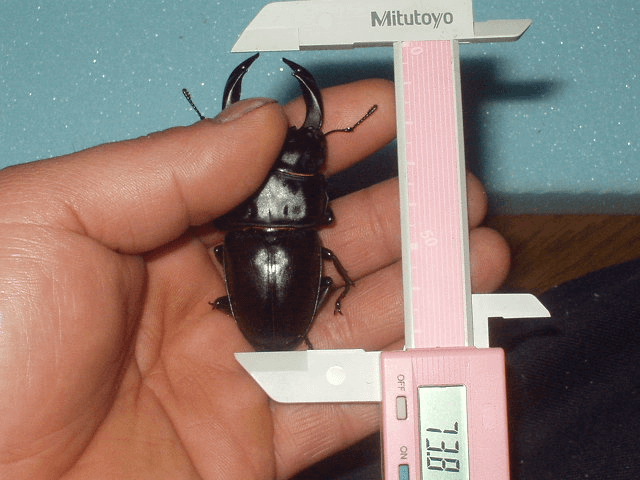 国産オオクワガタ 阿古谷F3