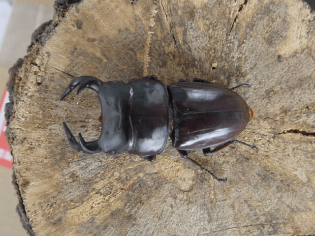 グランディスオオクワガタ　インド