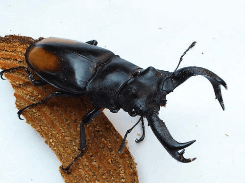 パリーフタマタクワガタ