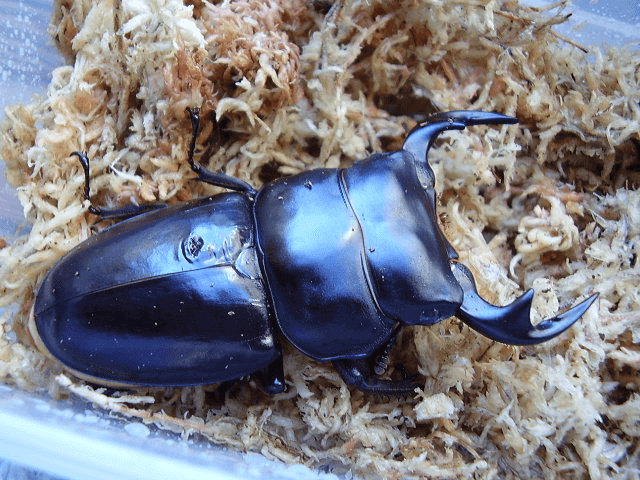 アンタエウスオオクワガタ　タイ　ドイサケット