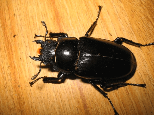 ギラファノコギリクワガタ　フローレス