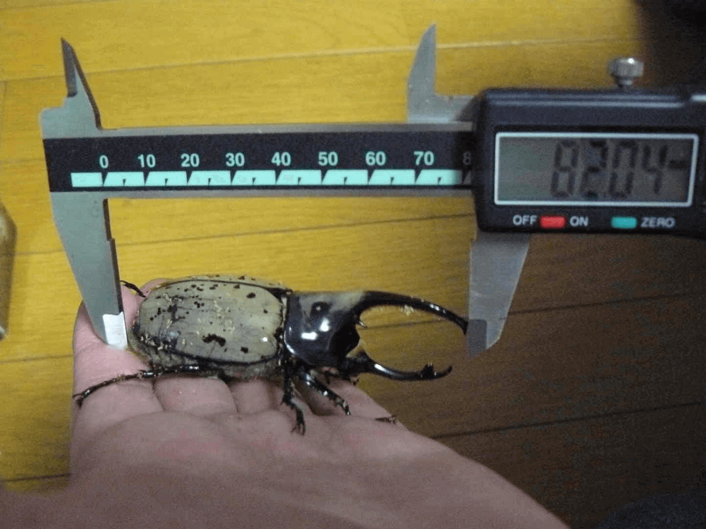 グラントシロカブト アリゾナ州