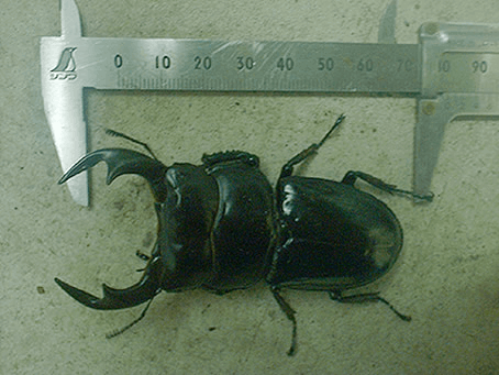 アンタエウスオオクワガタ　ネパール