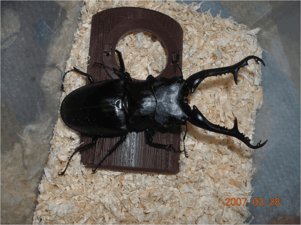 ギラファノコギリクワガタ　フローレス