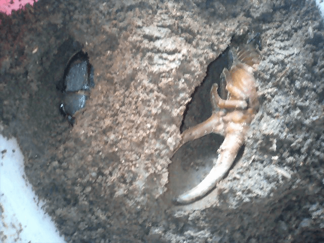 ヘラクレス・オキシデンタリス