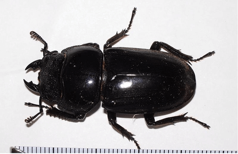 スマトラオオヒラタクワガタ