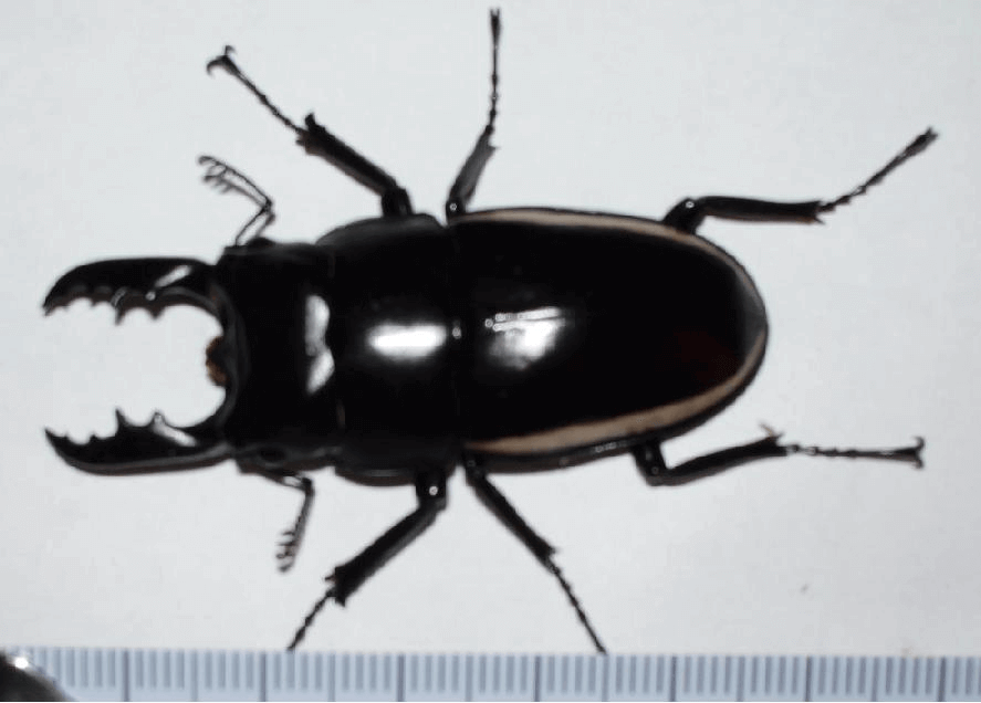 ウォレスノコギリクワガタ