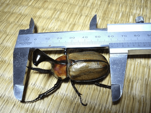 ゴロファ・ピサロノコギリタテヅノカブト