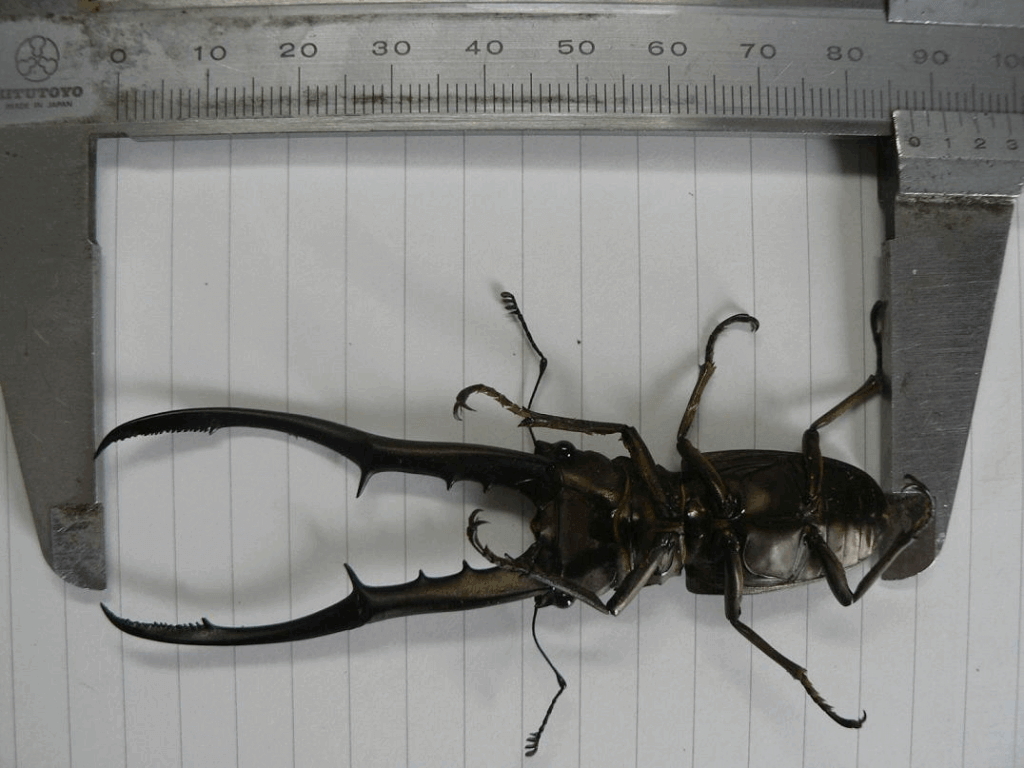 メタリフェルホソアカクワガタ　ペレン