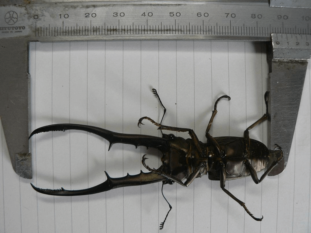 メタリフェルホソアカクワガタ ペレン