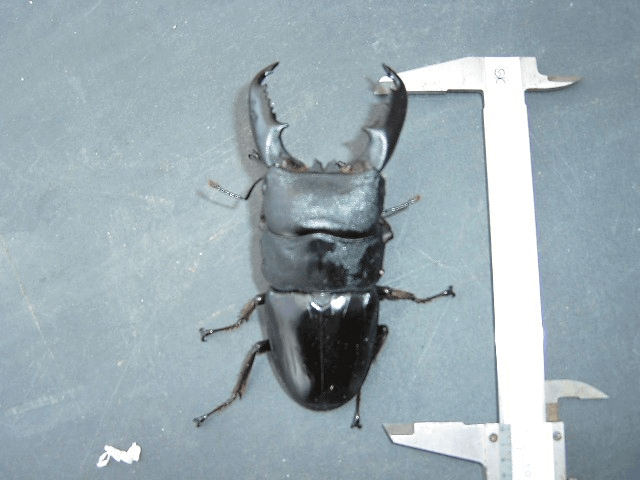 ミンダナオオオヒラタクワガタ