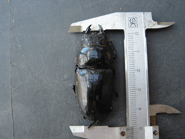 パラワンオオヒラタクワガタ