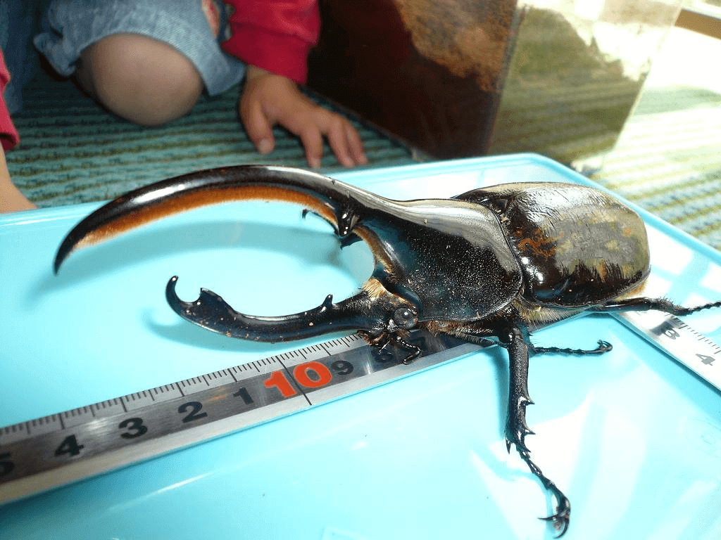 ヘラクレス・リッキー