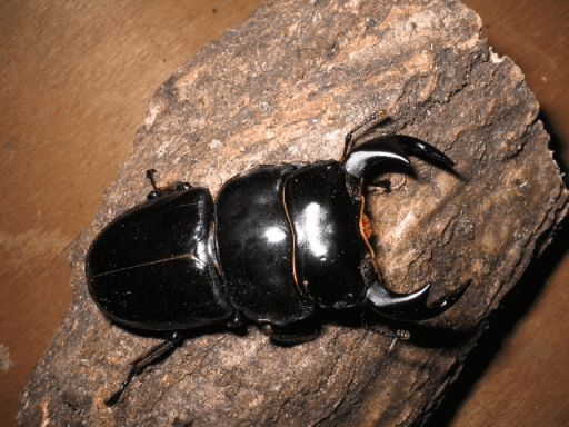 アンタエウスオオクワガタ 産地不明