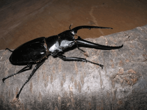 コンフキウスノコギリクワガタ　ベトナム