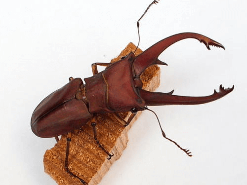 イグジミウスホソアカクワガタ