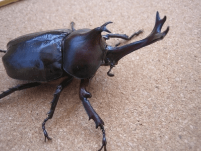 国産カブトムシ　佐賀