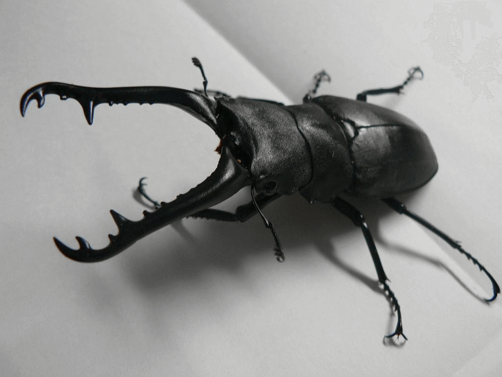 ギラファノコギリクワガタ　フローレス