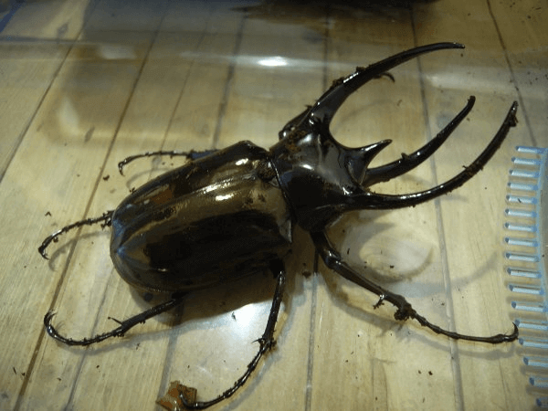 コーカサスオオカブト スマトラ