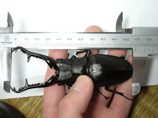 ギラファノコギリクワガタ　フローレス