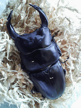 国産オオクワガタ　能勢