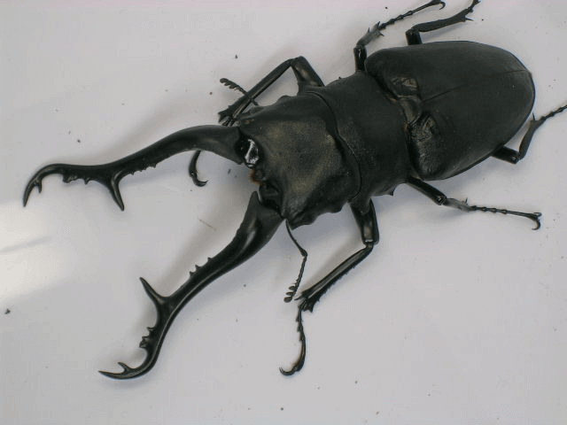 ギラファノコギリクワガタ　フローレス