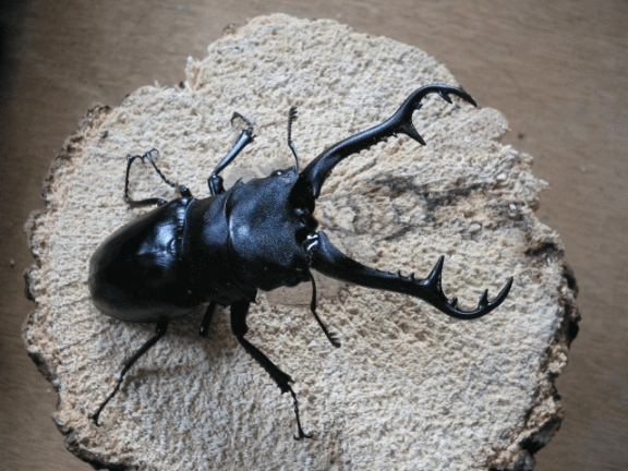 ギラファノコギリクワガタ　ミャンマー