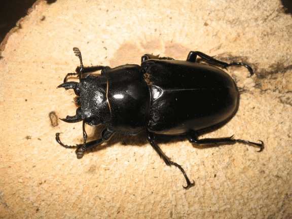 ギラファノコギリクワガタ フローレス