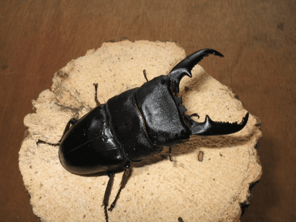 パラワンオオヒラタクワガタ