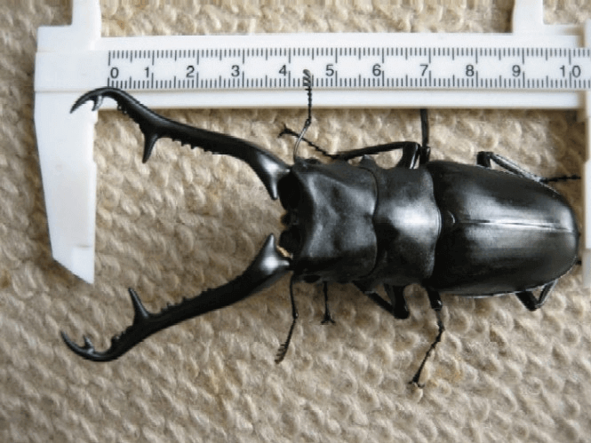 ギラファノコギリクワガタ　フローレス