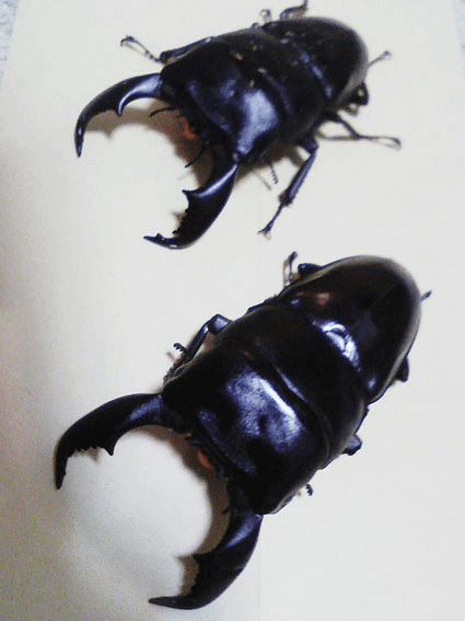 スマトラオオヒラタクワガタ　ベンクール