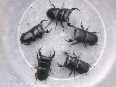 アンタエウスオオクワガタ　インドタイガーヒル