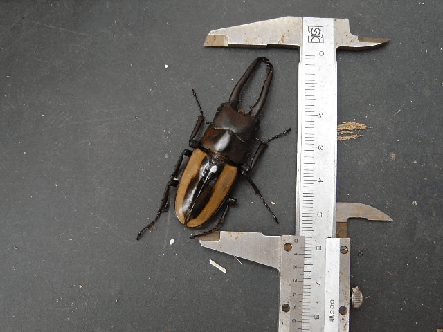 フルストルファーノコギリクワガタ　ロンボック