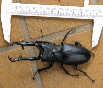 ギラファノコギリクワガタ　フローレス